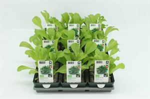 Afbeelding van Andijvie